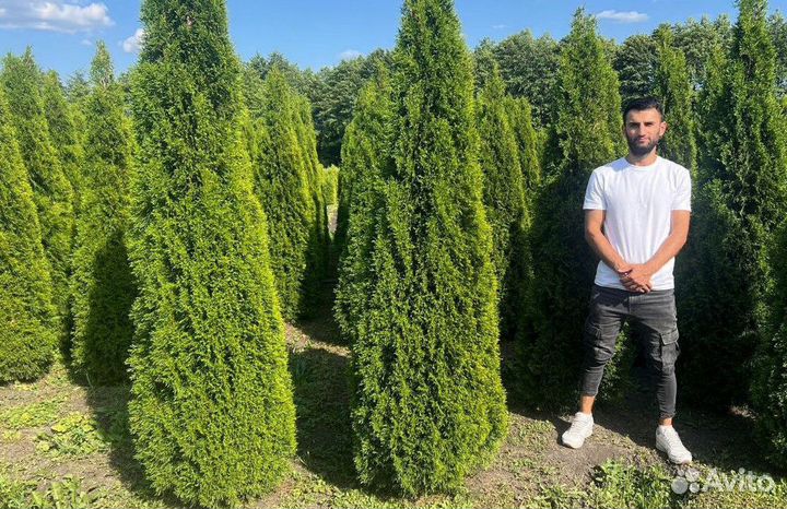 Туя Смарагд для живой изгороди