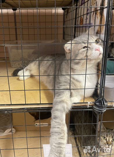 Вислоухий котик