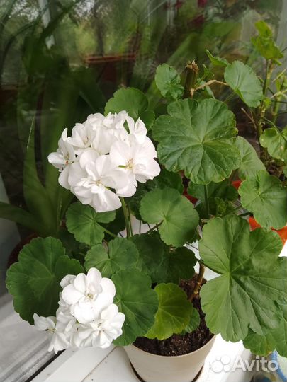 Сортовая герань