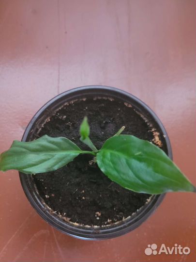 Спатифиллум