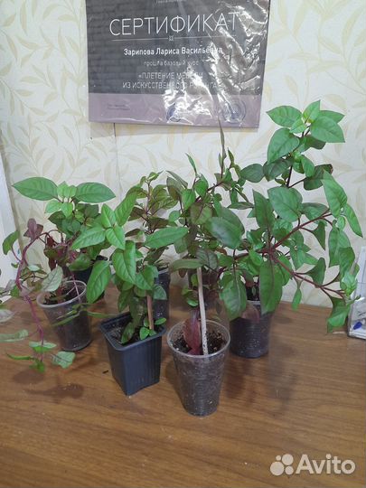 Альтернантера