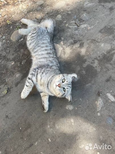 Отдам кота в добрые руки