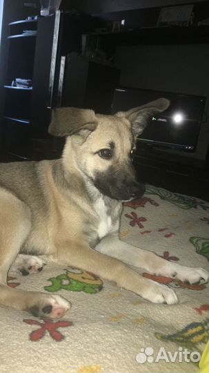 Щенок девочка в дар