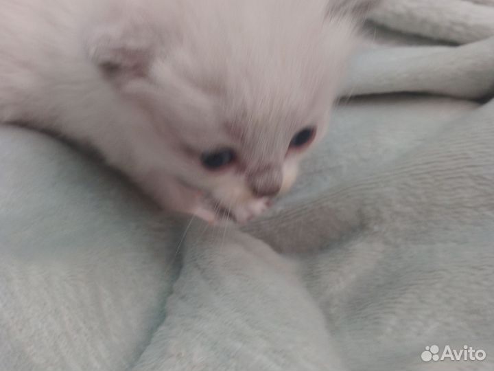 Котята шантладской +персидской породы