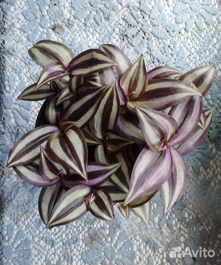 Традесканция зебрина