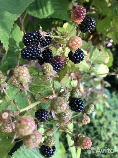 Саженцы вишни, малины, ежевики, смородины