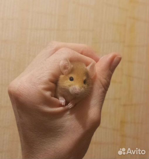 Мышки