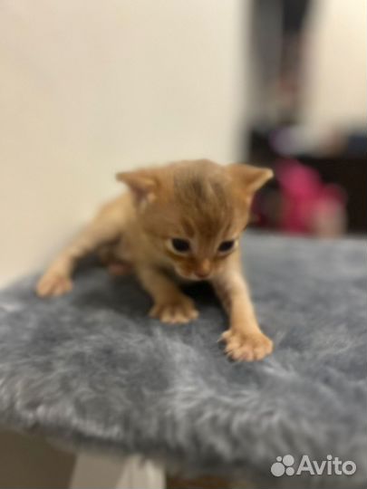 Абиссинские котята