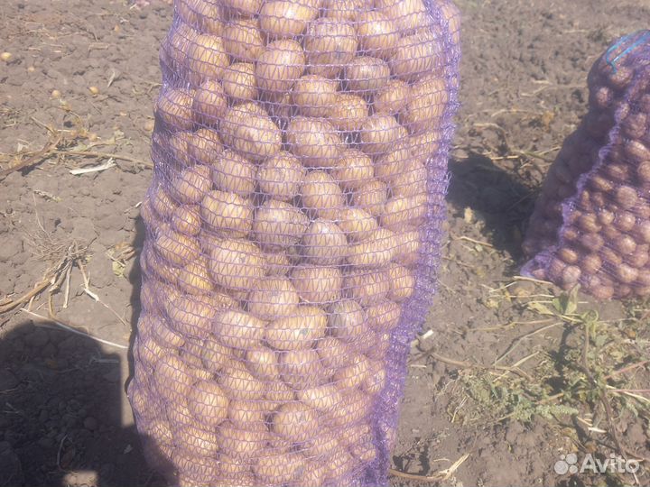 Продам семенной картофель