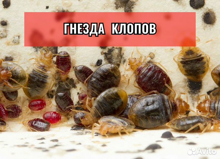 Уничтожение клопов, Травля тараканов, Дезинфекция