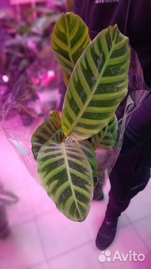 Калатея (55 выс)