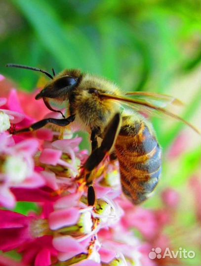 Пчелосемьи, ульи