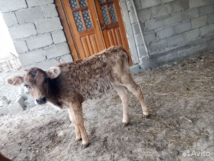 Теленок телка