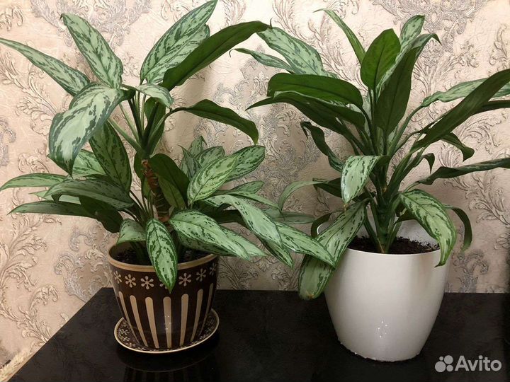 Диффенбахия цветы