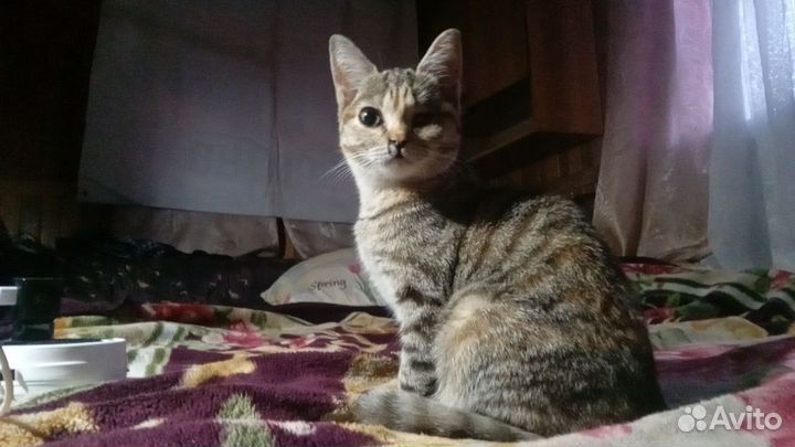 Кошка
