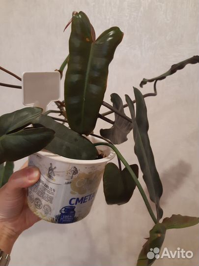 Филодендрон Биллитау