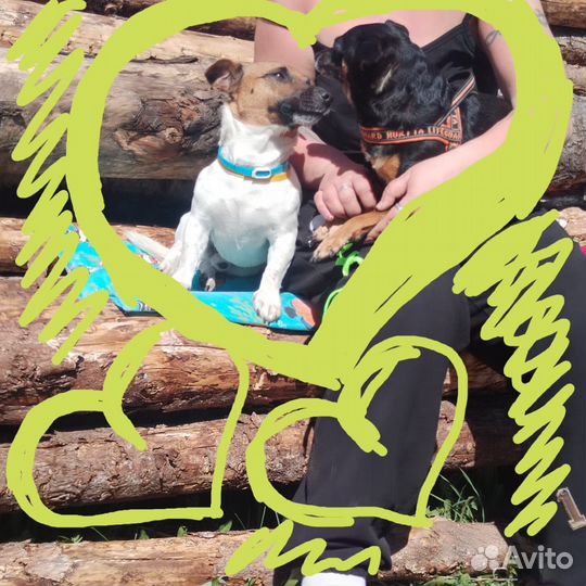 Маленькая собака