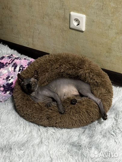 Канадский сфинкс эльф