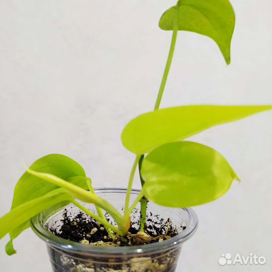 Эпипремниумы