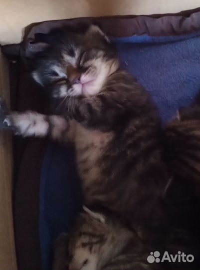 Отдаем супер котят