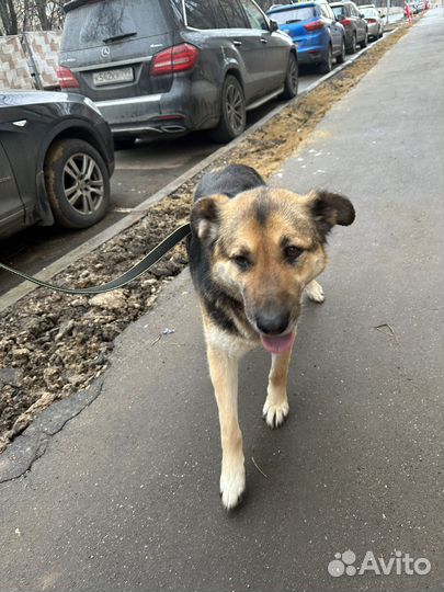 Саффи погибает за решеткой приюта