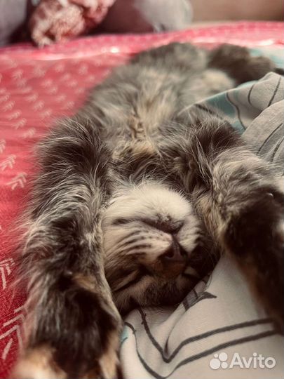 Маленькая кошечка