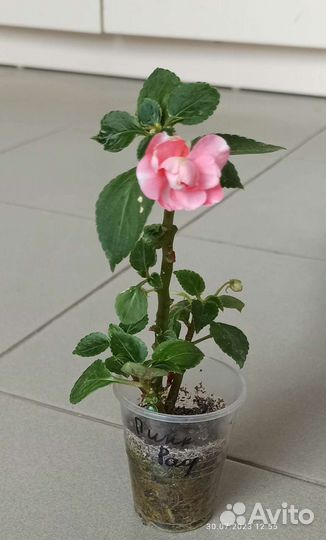 Цветущие цветы