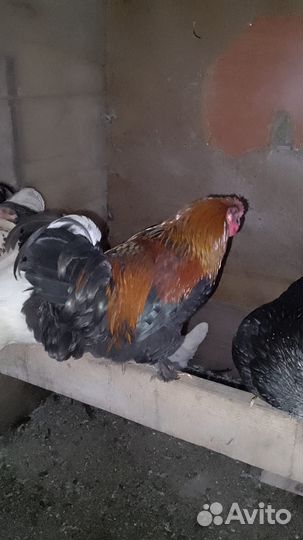 Молодые петухи
