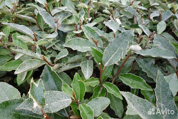 Лох Super Compacta