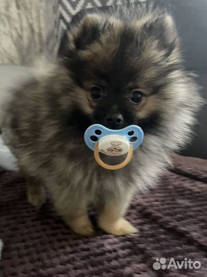 Продам шпица