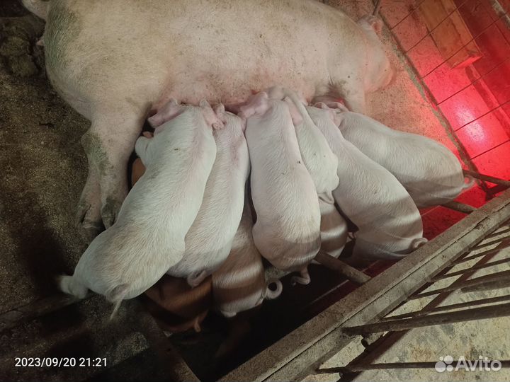 Поросята ландрас-дюрок,дюрок, крупная белая-дюрок