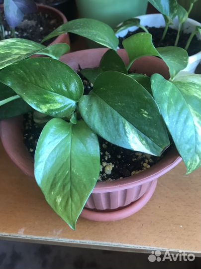 Сциндапсус золотистый