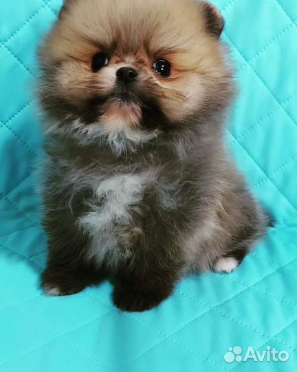 Кукольный мини мальчик -померанчик