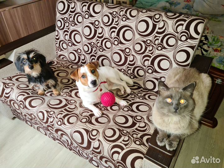 Котик ищет семью