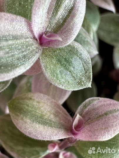 Каллизия розовая пантера