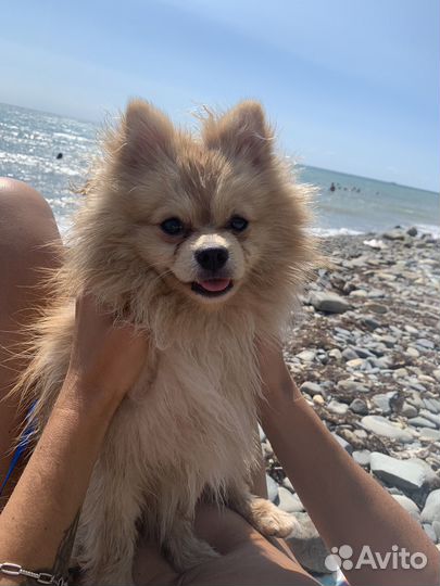 Шпиц для случки