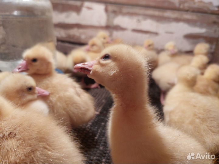 Гусята,цыплята,утята, муларды, бройлеры, индюшата