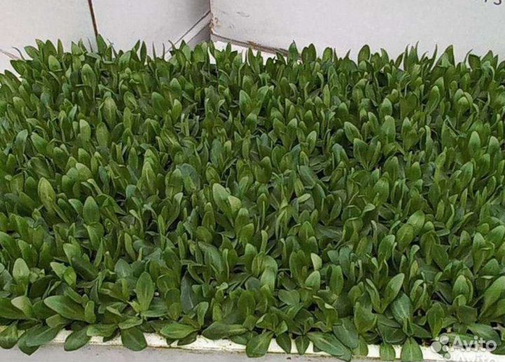 Рассада эустомы оптом