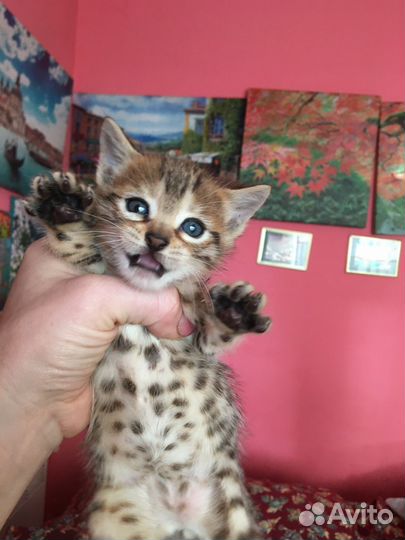 Бенгальские котята