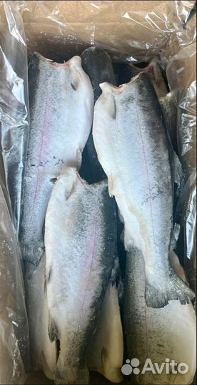 Рыба Форель Морская