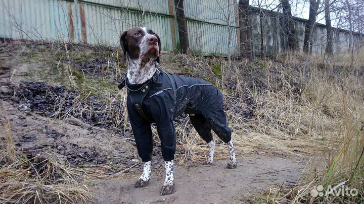 Курцхаар вязка