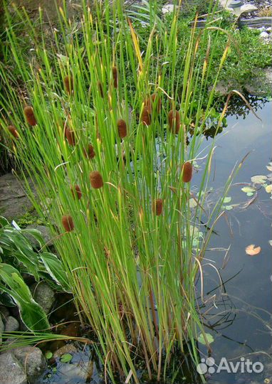 Водные растения