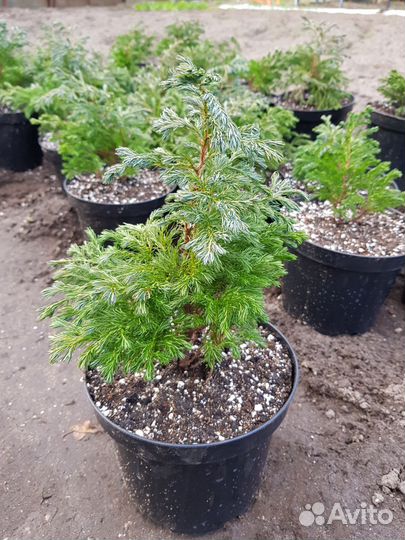 Кипарисовик Булевард