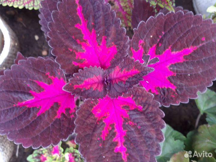 Колеусы сортовые