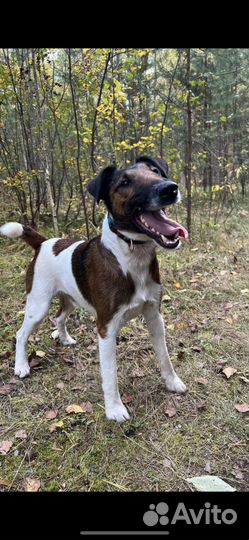 Фокстерьер бесплатно