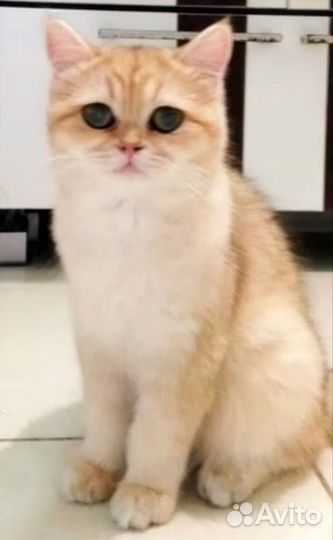 Британская шиншила