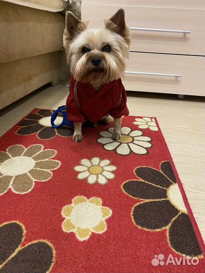 Йоркширский терьер вязка мальчик