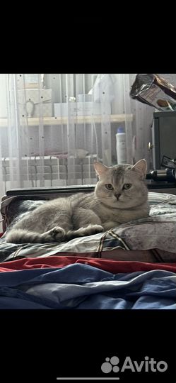 Вязка кота