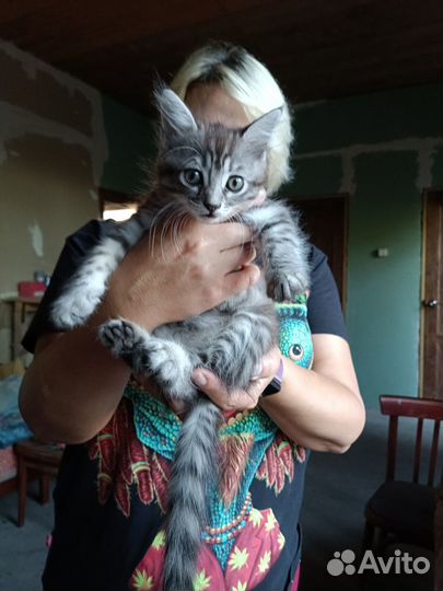 Котенок мальчик