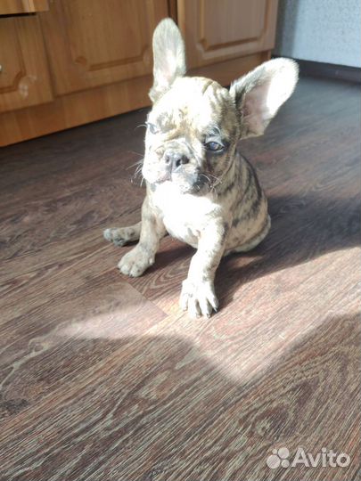 Продаю щенка породы французский бульдог